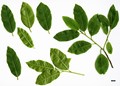 SpeciesSub: subsp. occidentalis